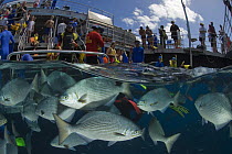Quicksilver Pontoon with tourists snorkeling watching fish split-level, Great Barrier Reef, Queensland, Australia 2006