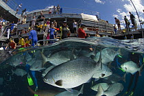 Quicksilver Pontoon with tourists snorkeling watching fish split-level, Great Barrier Reef, Queensland, Australia 2006