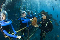 Quicksilver Pontoon with tourists helmet diving to see marine wildlife, Great Barrier Reef, Queensland, Australia 2006