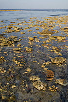 Corals exposed at low tide, Clerke Reef, Rowley Shoals, Western Australia