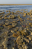 Corals exposed at low tide, Clerke Reef, Rowley Shoals, Western Australia