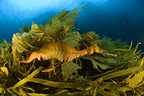 Weedy seadragon (phyllopteryx taeniolatus) swimming amongst seaweed, Albany, Western Australia