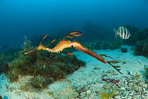 Weedy seadragon (phyllopteryx taeniolatus) male with eggs swimming past a banded butterfly fish. Albany, Western Australia