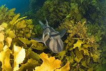 Port Jackson shark (Heterodontus Philippi) amongst seaweed, Albany, Western Australia