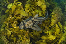 Port Jackson shark (Heterodontus Philippi) swimming amongst seaweed, Albany, Western Australia