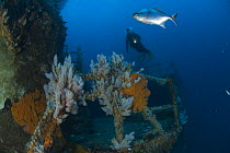 Person Diving on an artificial reef created by the sunken boat HMAS Perth, Albany, Western Australia