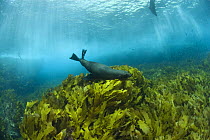 New Zealand fur seals (Arctocephalus forsteri) swimming amongst kelp. Albany, Western Australia