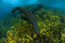 New Zealand fur seal (Arctocephalus forsteri) swimming amongst kelp. Albany, Western Australia