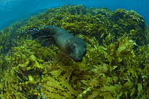 New Zealand fur seal (Arctocephalus forsteri) swimming amongst kelp. Albany, Western Australia