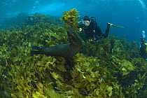 Diver swimming with New Zealand fur seal (Arctocephalus forsteri)  amongst kelp, Albany, Western Australia