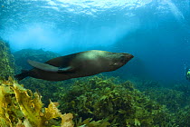 New Zealand fur seal (Arctocephalus forsteri) swimming upside-down amongst kelp. Albany, Western Australia