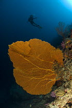 Gorgonian sea fan (Gorgonacea) with diver in the background. Rowley Shoals, Western Australia