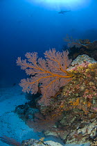 Gorgonian sea fan (Gorgonacea) and soft corals, with fish in the background. Rowley Shoals, Western Australia