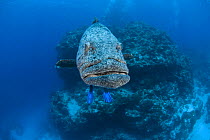 Potato grouper (Epinephelus tukula) with diver's feet / fins / flippers. Rowley Shoals, Western Australia