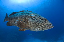 Potato grouper (Epinephelus tukula), Rowley Shoals, Western Australia