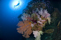 Colourful gorgonian sea fan (Gorgonacea) and soft corals, with small fish, and a diver in the background. Rowley Shoals, Western Australia
