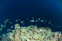 Diver with a school of Sergeant major fish (Abudefduf saxatalis). Rowley Shoals, Western Australia