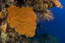 Colourful gorgonian sea fan (Gorgonacea)  and soft corals, with diver in the background. Rowley Shoals, Western Australia