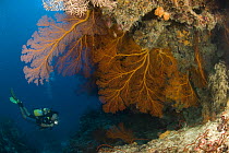Colourful gorgonian sea fan (Gorgonacea) and soft corals, with diver in the background. Rowley Shoals, Western Australia