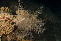 Basket star photographed during a night dive on the Rowley Shoals, Western Australia