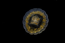 Sea thimble jellyfish (Linuche unguiculata), Rowley Shoals, Western Australia