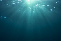 Looking up to sea surface with sun rays filtering through, Rowley Shoals, Western Australia