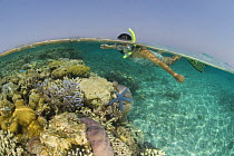 Woman snorkelling watching life on a shallow reef, Rowley Shoals, Western Australia