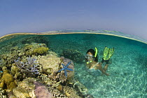 Woman snorkeling watching life on a shallow reef, Rowley Shoals, Western Australia