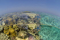 Split-level photograph of coral reef shallows, Rowley Shoals, Western Australia