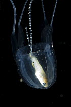 Irukandji box jellyfish (Carukia barnesi) with caught fish, north Australia