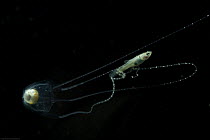 Irukandji box jellyfish (Carukia barnesi) catching fish in its tentacles, north Australian