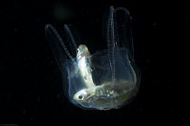 Irukandji box jellyfish (Carukia barnesi) digesting two caught fish, north Australian