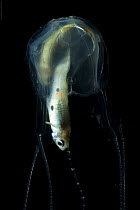 Irukandji box jellyfish (Carukia barnesi) catching and feeding on fish, north Australian