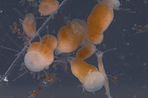 Oceanic box jellyfish (Alatina mordens) larvae, Australia