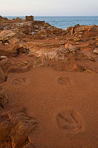 Casts of 130 million year old dinosaur footprints (the original footprints are only exposed at low tide) at Gantheaume Point, with its distinctive red soils. Broome, Western Australia.