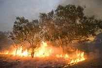 Bushfire in the outback. Derby, Western Australia