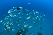 Diver behind school of pufferfish close to the HMAS Swan wreck, Dunsborough, Western Australia
