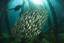 Schooling fish between pilons and diver beneath the 2km long Busselton Jetty. Busselton, Western Australia