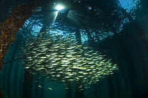 Schooling fish beneath the 2km long Busselton Jetty. Busselton, Western Australia