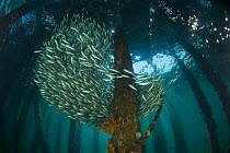 Schooling fish between pilons beneath the 2km long Busselton Jetty. Busselton, Western Australia
