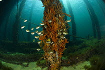 Fish around pilon beneath the 2km long Busselton Jetty. Busselton, Western Australia