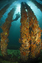 Diver and pilons beneath the 2km long Busselton Jetty. Busselton, Western Australia