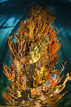 Leatherjacket / Skip Jack (Oligoplites saurus) and artificial coral reef beneath the 2km long Busselton Jetty. Busselton, Western Australia