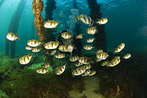 Schooling pufferfish (Tetradontidae) and diver under the 2km long Busselton Jetty. Busselton, Western Australia