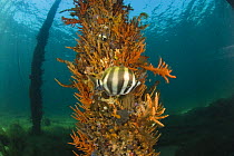 Moonlighter fish (Tilodon sexfasciatus) and the artificial coral-reef on pilon beneath the 2km long Busselton Jetty. Busselton, Western Australia