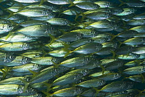 Mass of Schooling yellowtail scad fish (Trachurus novaezelandiae)  beneath Busselton Jetty, Western Australia