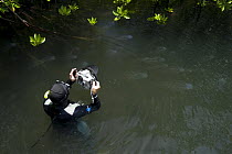 Photographer Jurgen Freund photographing box jellyfish (Chironex sp.) in the mangroves, Australia