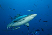 Grey reef sharks (Carcharhinus amblyrhynchos) and other fish at North Horn, Queensland, Australia