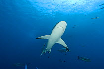 Underside of Grey reef shark (Carcharhinus amblyrhynchos) and other fish at North Horn, Queensland, Australia
