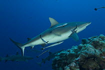Grey reef sharks (Carcharhinus amblyrhynchos) at North Horn, Queensland, Australia
